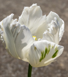 Tulipán White Parrot - Tulipa parrot - cibule tulipánů - 3 ks