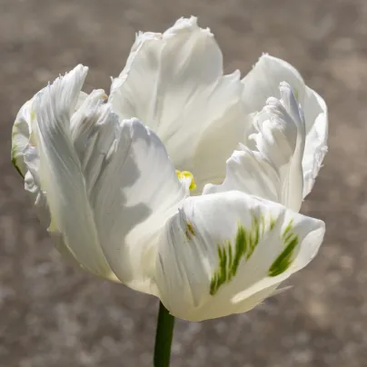 Tulipán White Parrot - Tulipa - cibule tulipánů - 3 ks