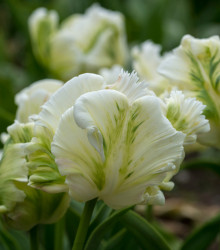 Tulipán papouškovitý - White Rebel - cibule tulipánů - 3 ks