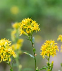 Zlatobýl obecný - Solidago virgaurea - osivo zlatobýlu - 20 ks