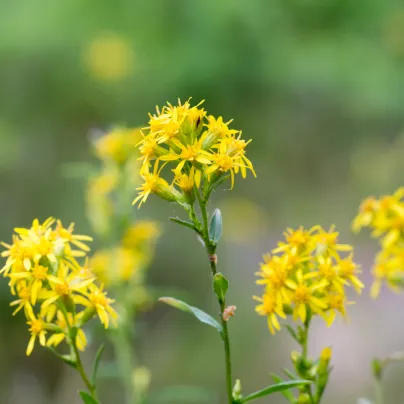 Zlatobýl obecný - Solidago virgaurea - osivo zlatobýlu - 20 ks