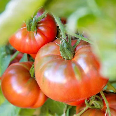 Rajče Copia - Solanum lycopersicum - osivo rajčat - 7 ks