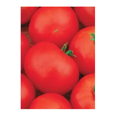 Rajče Hana - keřičková rajčata - Solanum lycopersicum - semena rajčat - 20 Ks