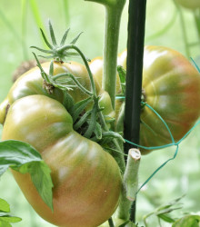 BIO Rajče Ananas Noire - Lycopersicon esculentum - osivo bio rajčat - 6 ks