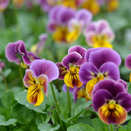 Violka rohatá Sorbet Antique shades - Viola cornuta - osivo violky - 20 ks