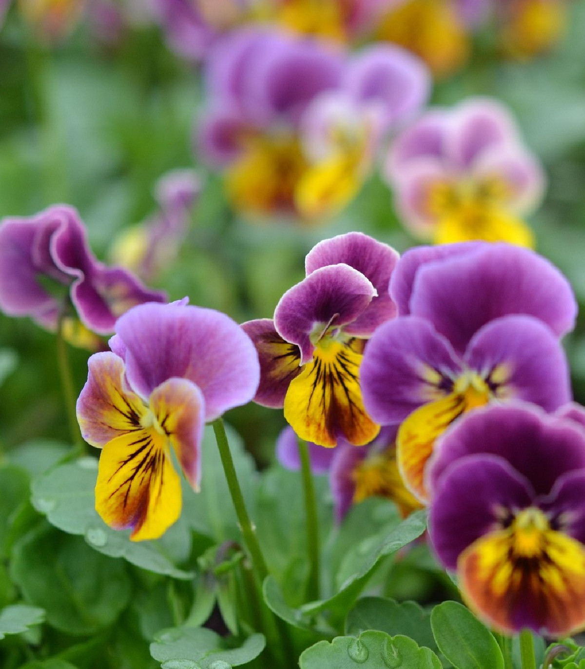 Violka rohatá Sorbet Antique shades - Viola cornuta - osivo violky - 20 ks