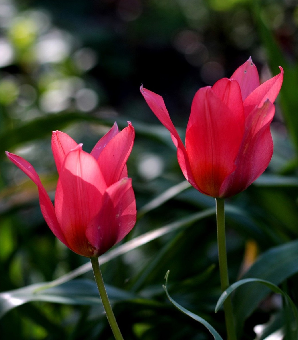 Tulipán Toronto - Tulipa - cibule tulipánů - 3 ks