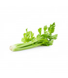 Celer - listový