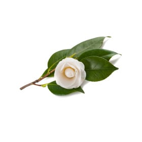 Tea tree, Čajovník
