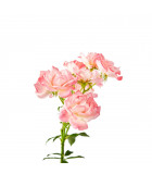 Růže - sazenice