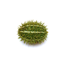 Okrasné okurky