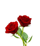 Růže Kordes