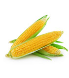 BIO kukuřice