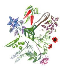 Pryskyřník růžový - Ranunculus asiaticus - hlízy pryskyřníků - 3 ks