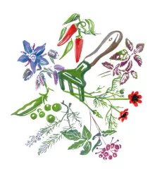 Cibule červená sazečka - Allium cepa - cibulky sazečky - 250 g