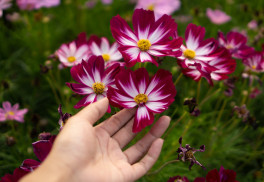 Krásenka – krásná a nenáročná letnička