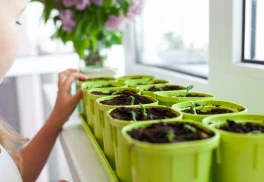 Pěstujeme ze semínek aneb únorové výsevy