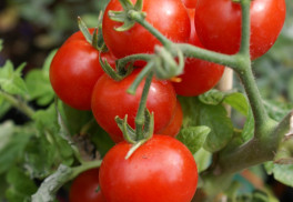 Rajská jablíčka z vlastní zahrady