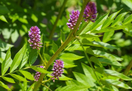 Lékořici můžete na zahradě pěstovat i vy