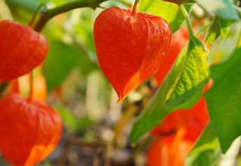 Mochyně peruánská a mochyně židovská třešeň