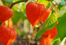 Mochyně peruánská a mochyně židovská třešeň