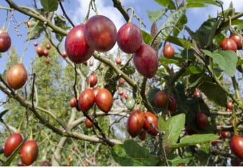 Rajčatový strom, exotická rostlina, jejíž plody můžete sklízet i Vy