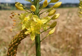 Liliochvostec a jeho pěstování