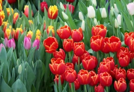 Pěstování tulipánů není složité, stačí dodržet pár pravidel