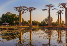 Africký baobab můžete pěstovat i v našich zeměpisných šířkách