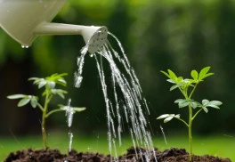 Jak se starat o zahradu v červenci