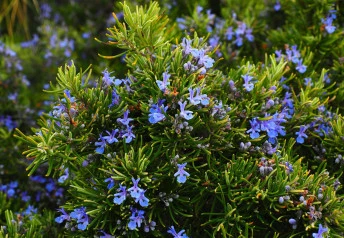 Pěstujeme rozmarýn