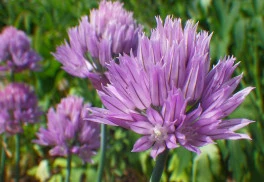 Letničky nesmí chybět v žádné zahradě