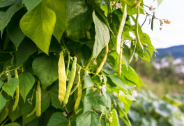 Okrasné, keříčkové i pnoucí fazole 