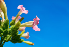 Pěstování tabáku