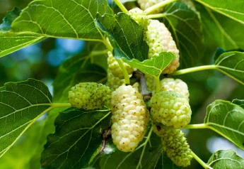 Morušovník bílý a černý