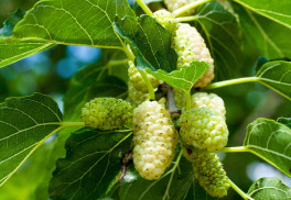 Morušovník bílý a černý