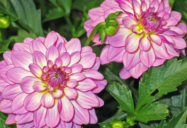 Pěstování jiřinek