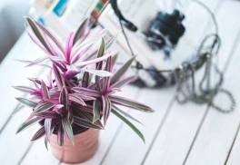 V čem spočívá zimní péče o pokojové rostliny?