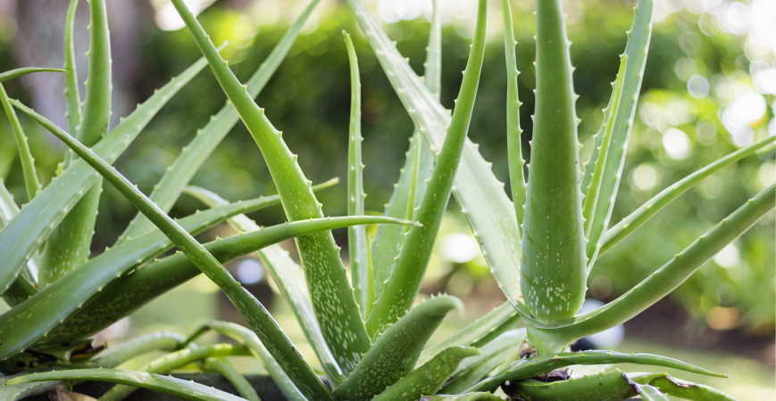 Aloe: výsev a pěstování