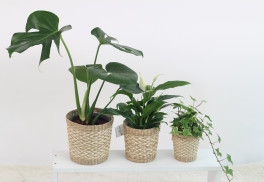 Když se pokojovým květinám u vás nedaří