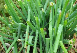 Cibulová zelenina (část 2.)