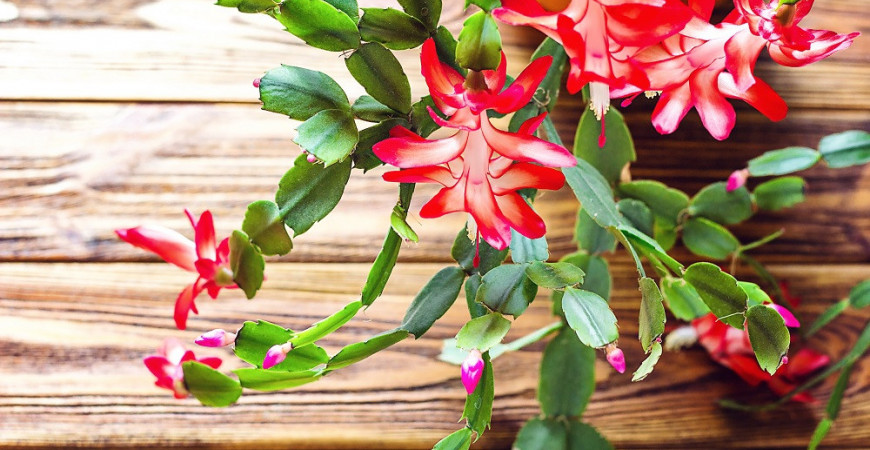 Jak docílit bohatě kvetoucího vánočního kaktusu?