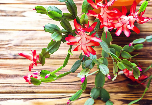 Jak docílit bohatě kvetoucího vánočního kaktusu?