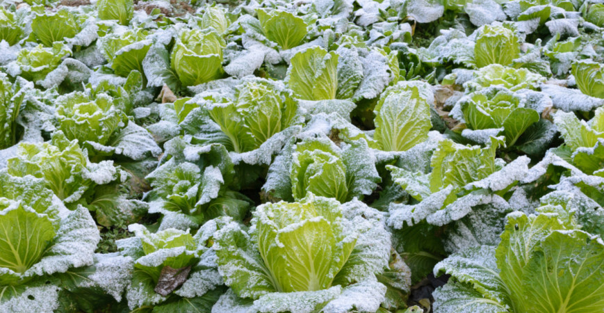 Jaká zelenina poroste i pod sněhem? 
