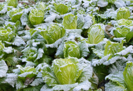 Jaká zelenina poroste i pod sněhem? 