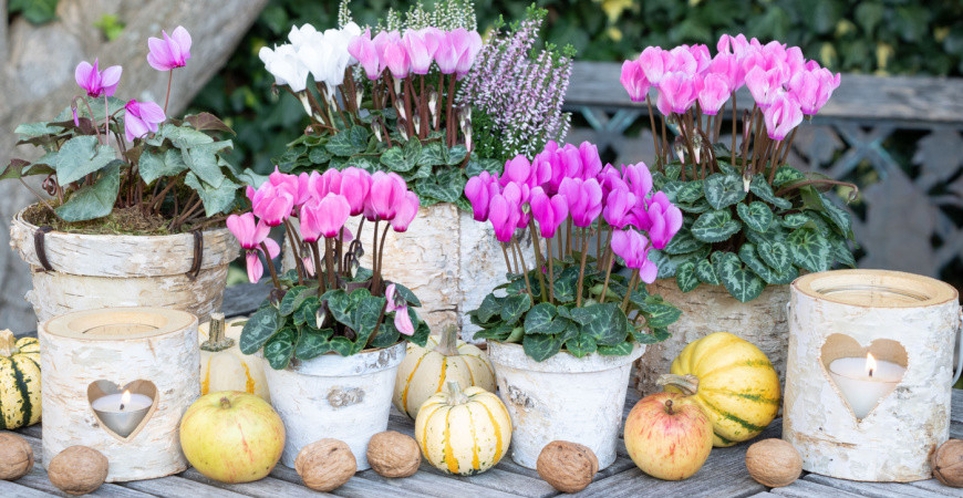 Elegantní bramboříky - jak je pěstovat, aby kvetly celou zimu?