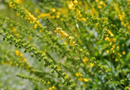 Řepík – univerzální léčivka