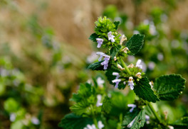 Abeceda bylinek – jablečník obecný