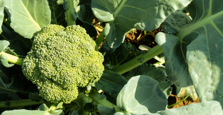 Brokolice obsahuje tolik vápníku jako mléko, zkuste si ji vypěstovat, zas tak složité to není 