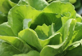 Jednoduché pěstování, rychlý růst. Z širokého sortimentu salátů si vybere každý.